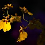 CRW_5713_small