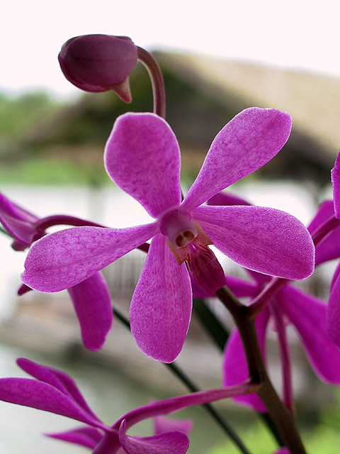 Orchid