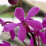 Orchid