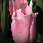 PinkTulips