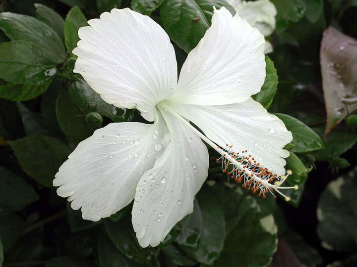 White