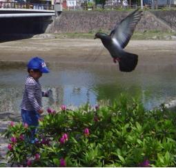 ichi_amp_pigeon